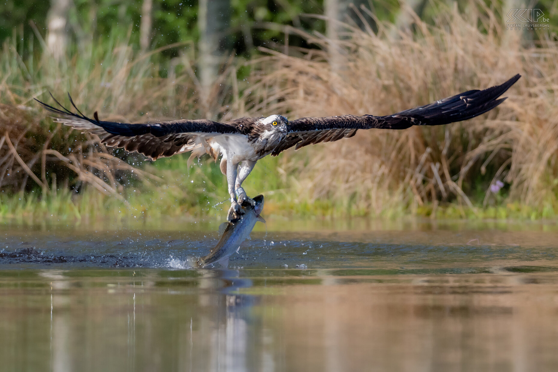 Rothiemurchus - Osprey Ospreys were hunted to extinction in most of the UK in the late 1800s. Ospreys first returned in 1954 to breed near Loch Garten in Cairngorms National Park. In the meantime, there are already around 250 breeding pairs again. Ospreys eat fish and catch them in spectacular fashion as they dive to lakes and ponds and extend their talons. When they dive they reach a speed of 125 km/h. Afterwards they fly away with their catch. Stefan Cruysberghs